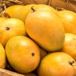 100,000 metric tons of Mangoes to be exported this season by Pakistan