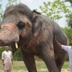 Animals in Islamabad Zoo continue to suffer