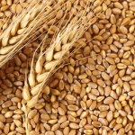 ECC decides to prohibit wheat exports from Pakistan