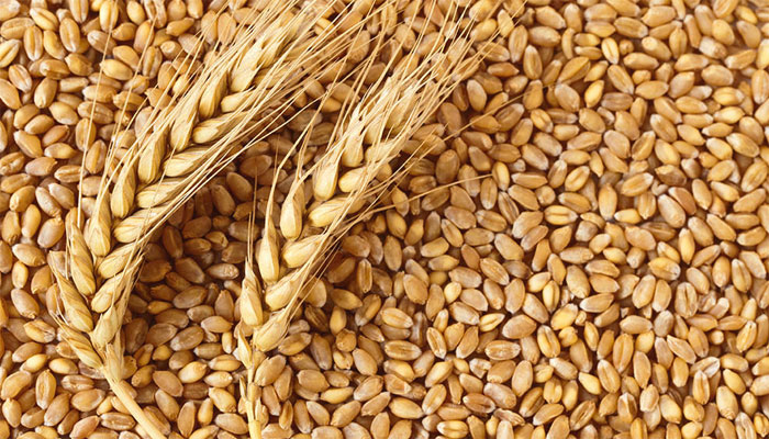 ECC decides to prohibit wheat exports from Pakistan