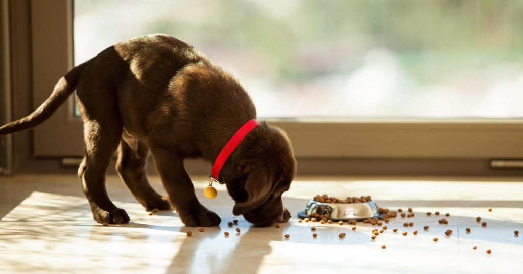 FDA names 16 dog food brands associated with canine heart disease