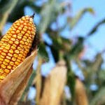 GM corn trials frozen by Pakistan on contamination fears