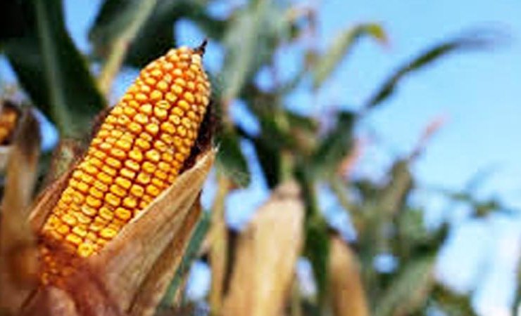 GM corn trials frozen by Pakistan on contamination fears