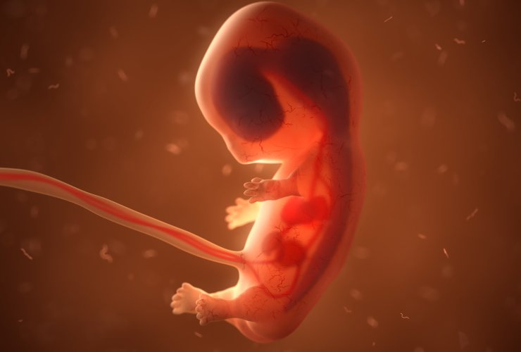 Human-Animal embryos