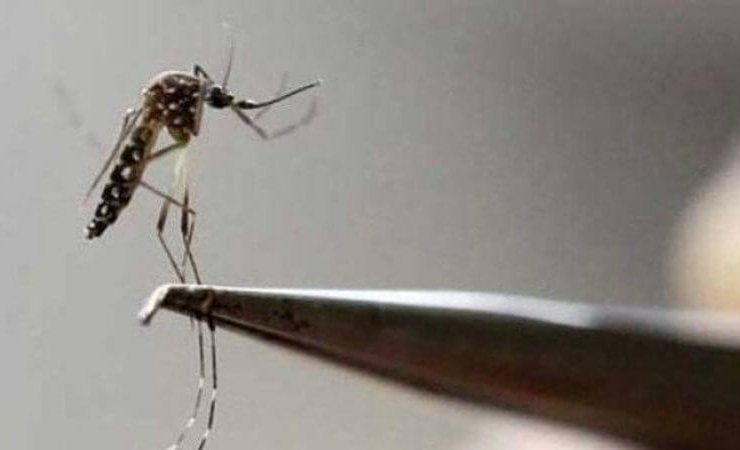 Dengue fever kills two more lives in Karachi